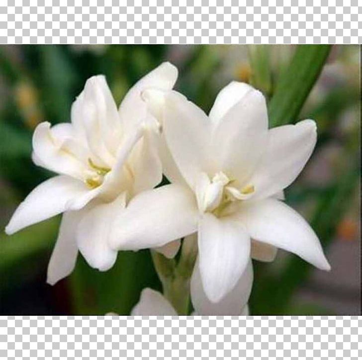 Tuberose Flower Perfume Rajnigandha Phool Tumhare PNG, Clipart, Amaryllis Family, Common Daisy, Essential Oil, Flower, Flowering Plant Free PNG Download