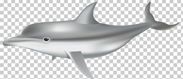 Common Bottlenose Dolphin Tucuxi PNG, Clipart, Bottlenose Dolphin, Cetacea, Clipart, Dolphin, Fauna Free PNG Download