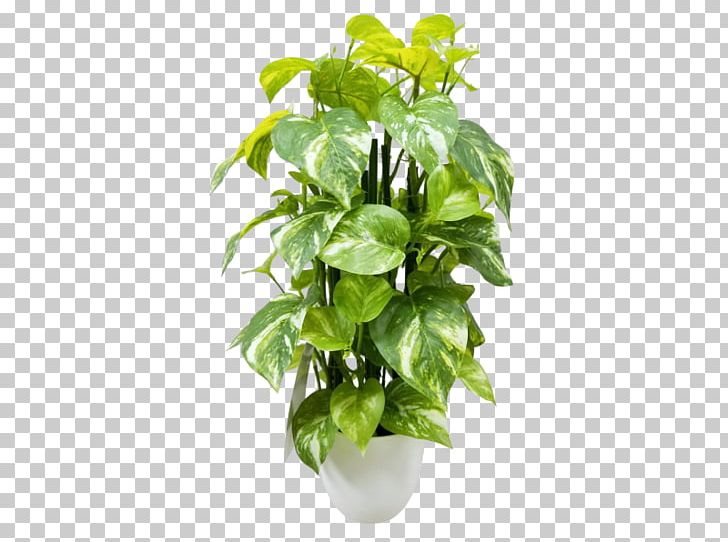 Devil's Ivy Houseplant Flowerpot Artificial Flower PNG, Clipart,  Free PNG Download