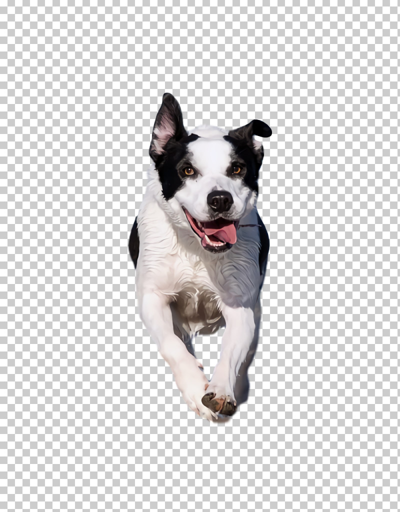 Boston Terrier Snout Leash Terrier Breed PNG, Clipart, Biology, Boston Terrier, Breed, Dog, Groupm Free PNG Download