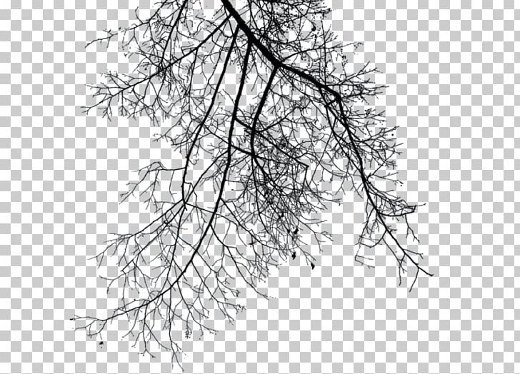 Branch Tree PNG, Clipart, Black And White, Branch, Clipping, Clipping Path, Download Free PNG Download