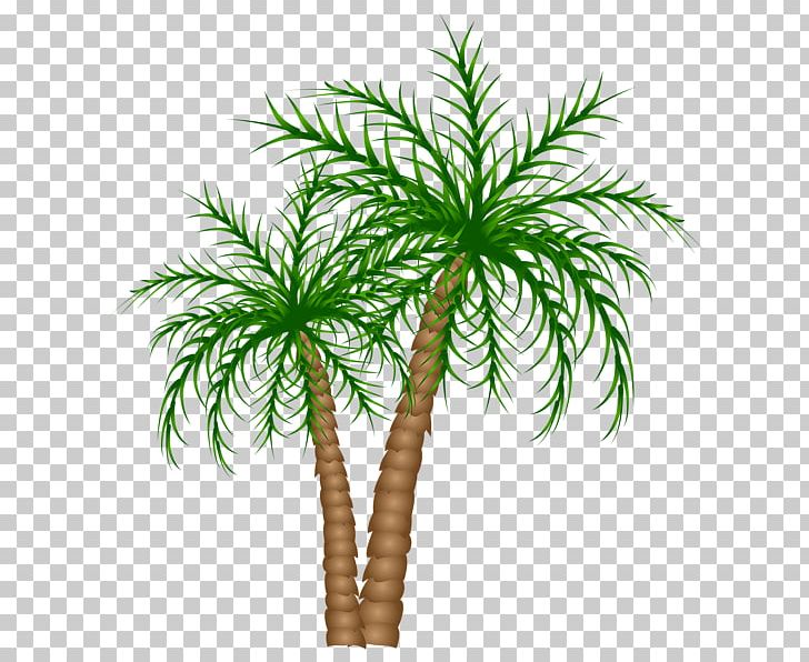 Arecaceae Tree Date Palm PNG, Clipart, Arecaceae, Arecales, Asian Palmyra Palm, Borassus Flabellifer, Border Free PNG Download