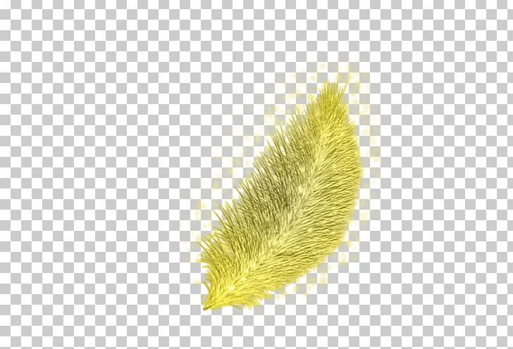 Close-up Commodity PNG, Clipart, Closeup, Commodity, Feather, Grass, Grass Family Free PNG Download