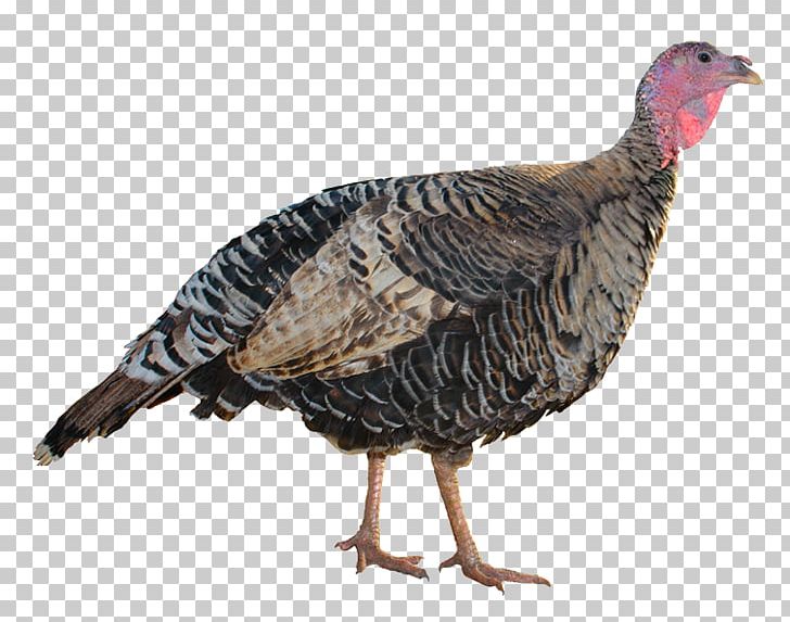 Royal Palm Turkey Stock Photography Jennie-O PNG, Clipart, Animal, Animals, Beak, Bird, Birds Free PNG Download