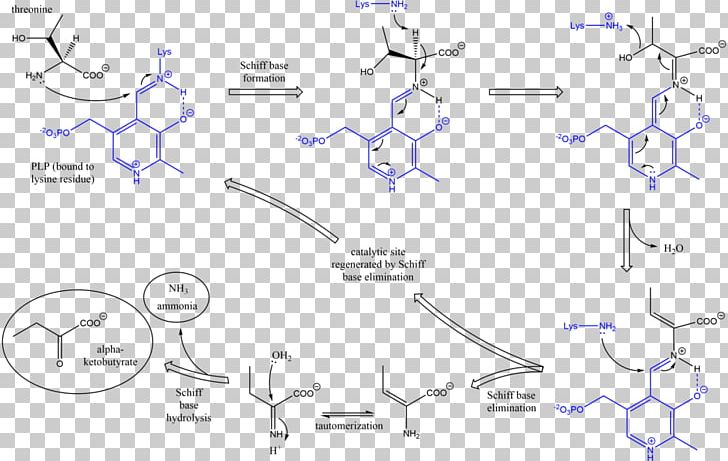 Threonine Ammonia-lyase Enzyme PNG, Clipart, Ammonia, Angle, Area, Catalysis, Dehydration Free PNG Download