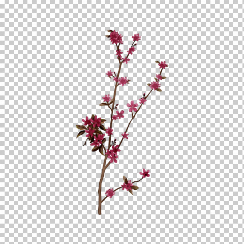 Cherry Blossom PNG, Clipart, Cherry, Cherry Blossom, Coucou, Cut Flowers, Flower Free PNG Download