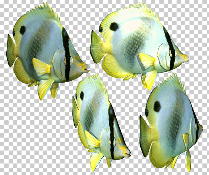 Angelfish Portable Network Graphics Transparency Tropical Fish Iridescent Shark PNG, Clipart, Angelfish, Animals, Aquarium Decor, Computer Icons, Coral Reef Fish Free PNG Download