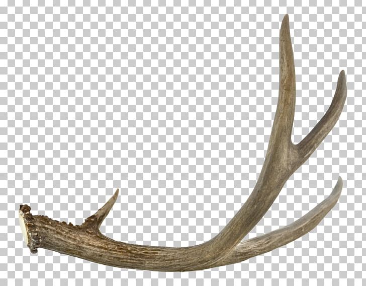 Antler Jaw PNG, Clipart, Antler, Antlers, Deer, Four, Gray Free PNG Download