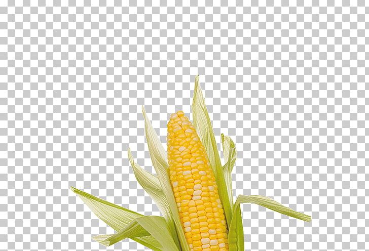 Corn On The Cob Maize Undertale PNG, Clipart, Animaatio, Blog, Commodity, Corn, Corncob Free PNG Download