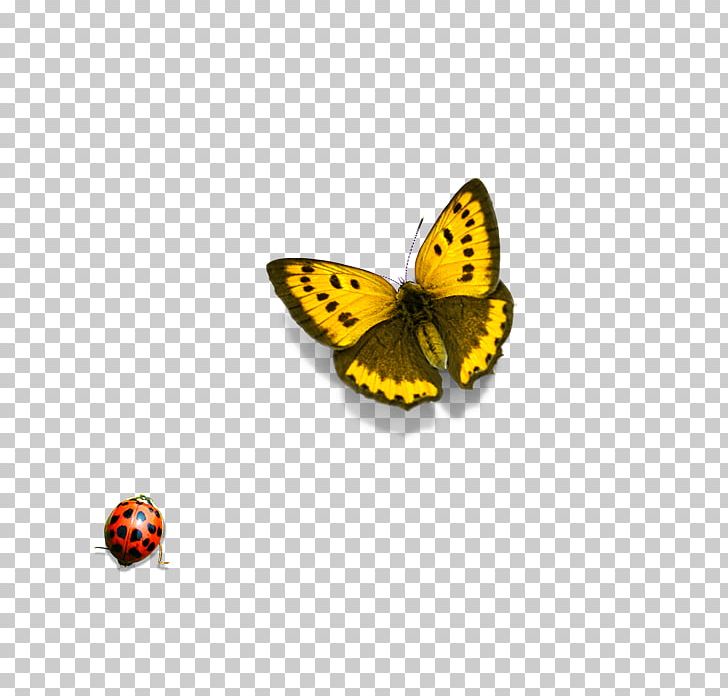 Illustration PNG, Clipart, Animals, Animation, Arthropod, Brush Footed Butterfly, Butterfly Free PNG Download