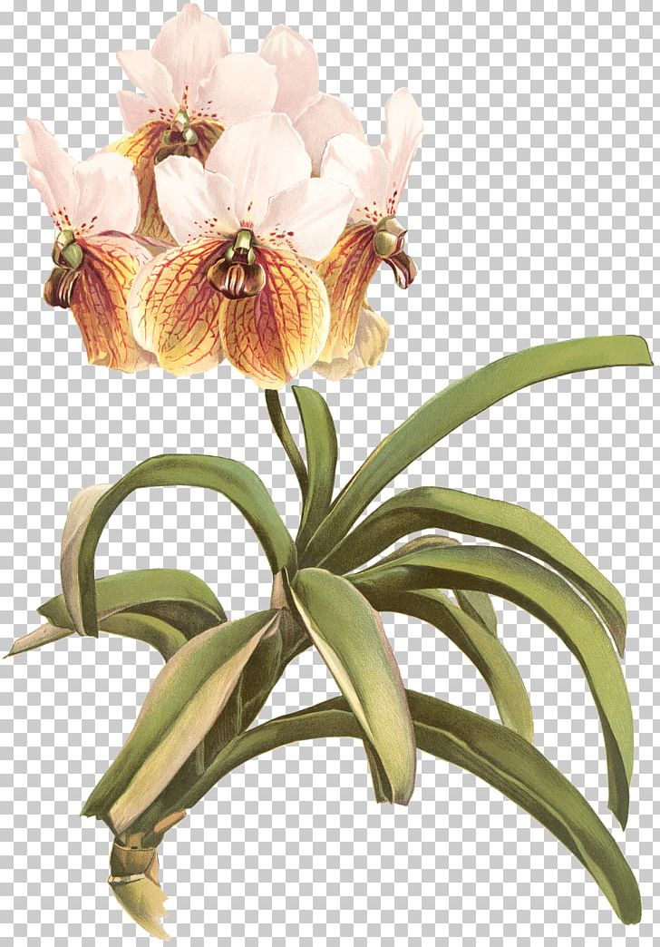 Reichenbachia: Orchids Illustrated And Described Waling-waling Stock Photography PNG, Clipart, Alamy, Cattleya, Cut Flowers, Daylily, Drawing Free PNG Download