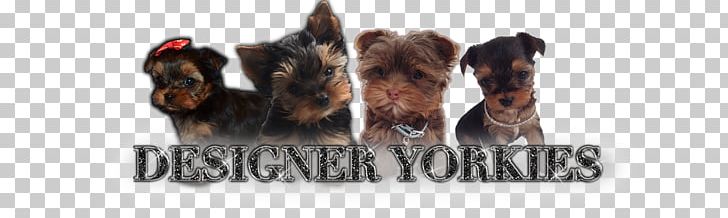 Yorkshire Terrier Puppy American Kennel Club Breed PNG, Clipart, American Kennel Club, Animal, Animal Figure, Animals, Breed Free PNG Download