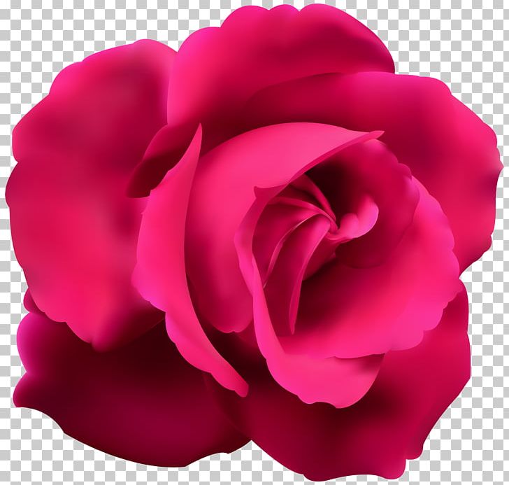 Blue Rose Red Flower PNG, Clipart, Blue, Blue Rose, Bud, China Rose, Clip Art Free PNG Download