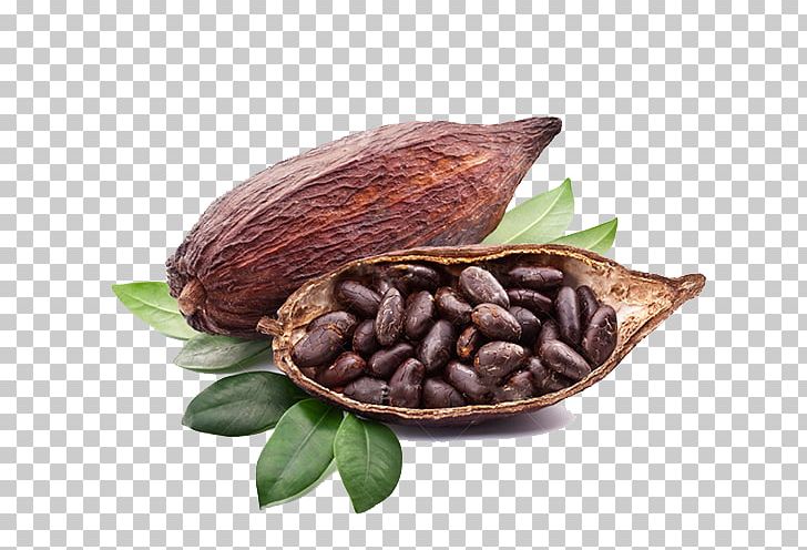 Criollo Cocoa Bean Chocolate Liquor Latin American Cuisine PNG, Clipart, Bean, Chocolate, Chocolate Liquor, Cocoa Bean, Cocoa Solids Free PNG Download