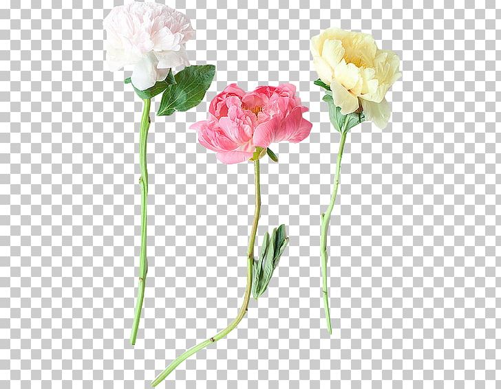 Garden Roses Peony Flower Tumblr Plant Stem PNG, Clipart, Artificial Flower, Botany, Carnation, Centifolia Roses, Cut Flowers Free PNG Download