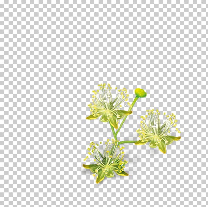 Lindens Cut Flowers Petal Ezki-ur PNG, Clipart, Chamomile, Cut Flowers, Ezkiur, Flora, Floral Design Free PNG Download