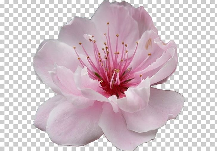 Subaru Cherry Blossom Festival Of Greater Philadelphia Flower PNG, Clipart, Blossom, Cherry, Cherry Blossom, Desktop Wallpaper, Flower Free PNG Download