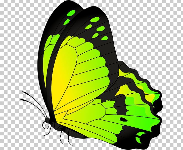 Monarch Butterfly Full-Color Decorative Butterfly Illustrations PNG, Clipart, Brush Footed Butterfly, Butterflies And Moths, Butterfly, Color, Decorative Free PNG Download