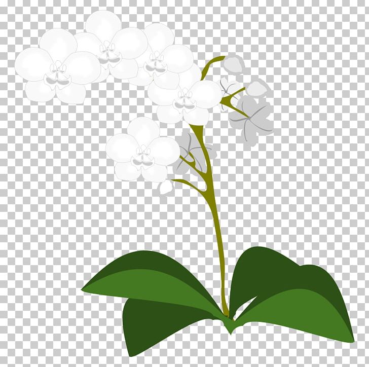 Moth Orchids PNG, Clipart, Branch, Computer Icons, Download, Flora, Floral Design Free PNG Download