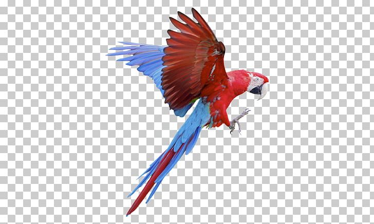 Parrot Macaws Sticker Wall Decal PNG, Clipart, Adhesive, Animal, Beak, Bird, Cataloge Free PNG Download