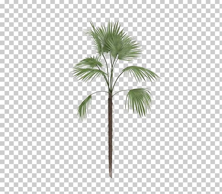 Arecaceae Tree Leaf Euclidean PNG, Clipart, Arecales, Autumn Tree, Borassus Flabellifer, Branch, Christmas Tree Free PNG Download