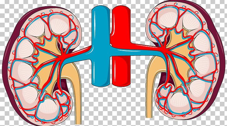 Chronic Kidney Disease Organ Excretory System Urinary Bladder PNG, Clipart, Area, Bicycle Wheel, Blood, Chronic Kidney Disease, Circle Free PNG Download