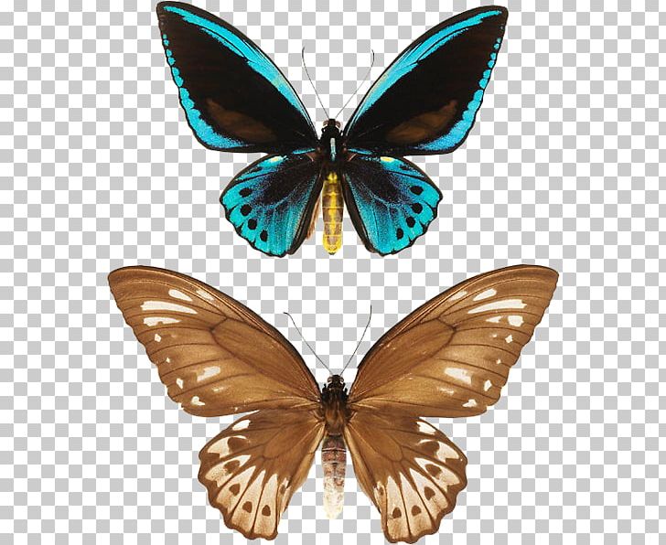 Monarch Butterfly Moth Gossamer-winged Butterflies .ru Brush-footed Butterflies PNG, Clipart, Arthropod, Black Butterfly, Brush Footed Butterfly, Butterfly, Insect Free PNG Download
