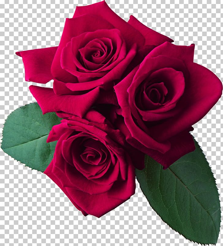 Rose PNG, Clipart, Cut Flowers, Desktop Wallpaper, Display Resolution, Document, Download Free PNG Download