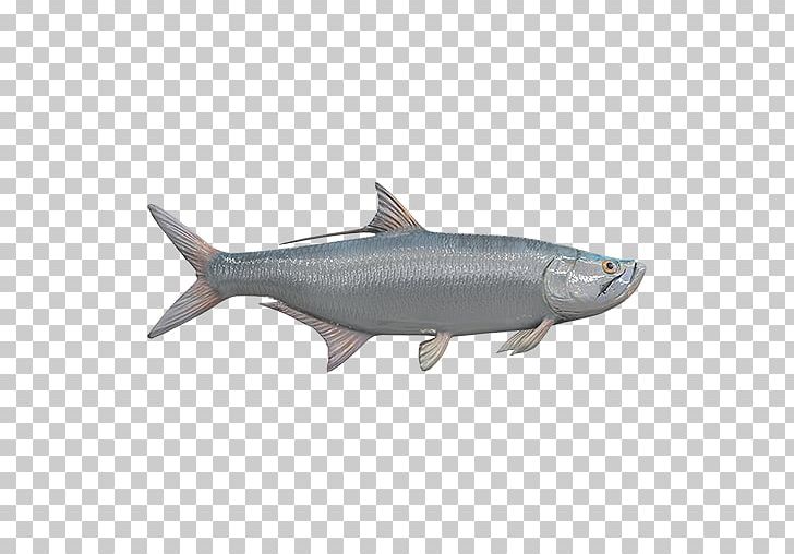 Sardine Oily Fish Coho Salmon 09777 Anchovy PNG, Clipart, 09777, Anchovy, Bony Fish, Coho, Coho Salmon Free PNG Download