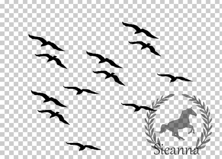 Bird Flight Common Blackbird PNG, Clipart, Animal Migration, Animals, Beak, Bird, Bird Flight Free PNG Download