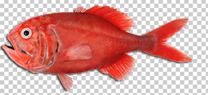 Orange Roughy Fish Seafood Cooking Slimehead PNG, Clipart, Animal, Animal Source Foods, Barramundi, Cod, Cooking Free PNG Download