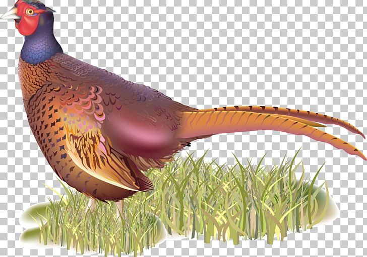 Pheasant PNG, Clipart, Bird, Chicken, Drawing, Fauna, Feather Free PNG Download
