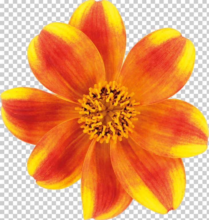 Bidens Ferulifolia Yellow Red Dahlia Bidens Alba PNG, Clipart, Annual Plant, Balcony, Bidens, Brand, Color Free PNG Download