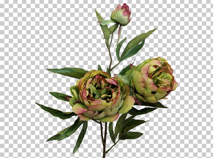 Garden Roses Cabbage Rose Cut Flowers Bud Plant Stem PNG, Clipart, Bud, Cut Flowers, Flower, Flowering Plant, Garden Free PNG Download