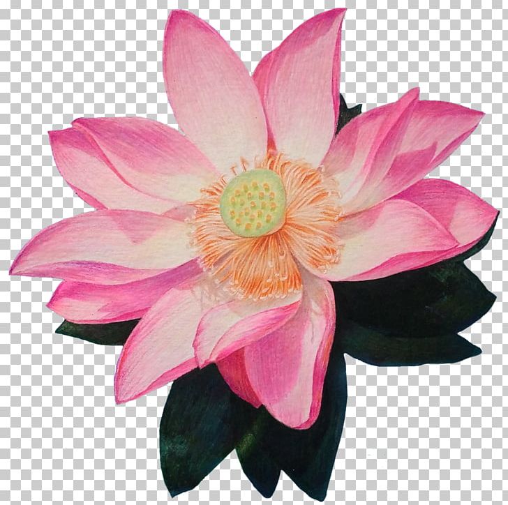 Nelumbo Nucifera Drawing PNG, Clipart, Aquatic Plant, Artificial Flower, Cartoon, Christmas Decoration, Cut Flowers Free PNG Download