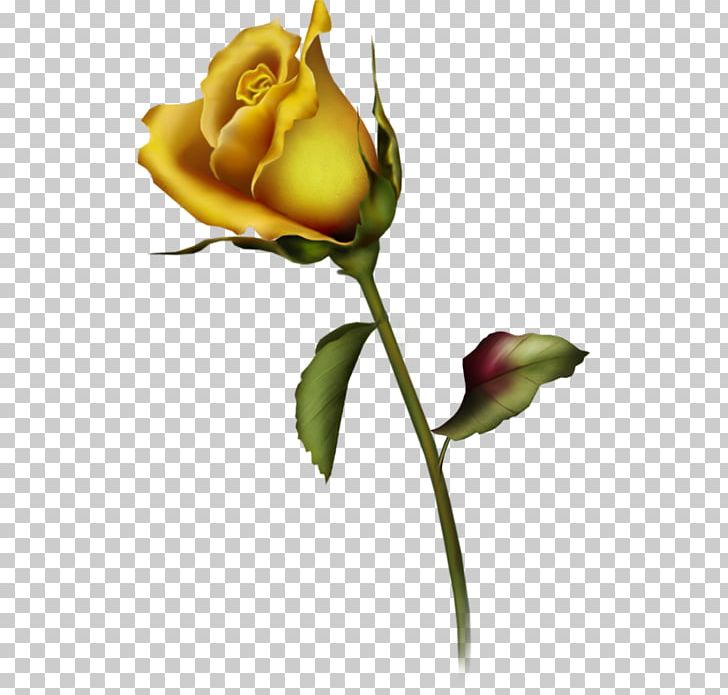 Rose Yellow Free Content PNG, Clipart, Blog, Bud, Computer, Cut Flowers, Download Free PNG Download