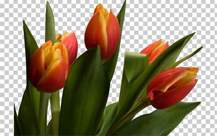 Tulip Cut Flowers Plant Stem Petal PNG, Clipart, 3 March, 22 March, 2017, Bud, Cut Flowers Free PNG Download
