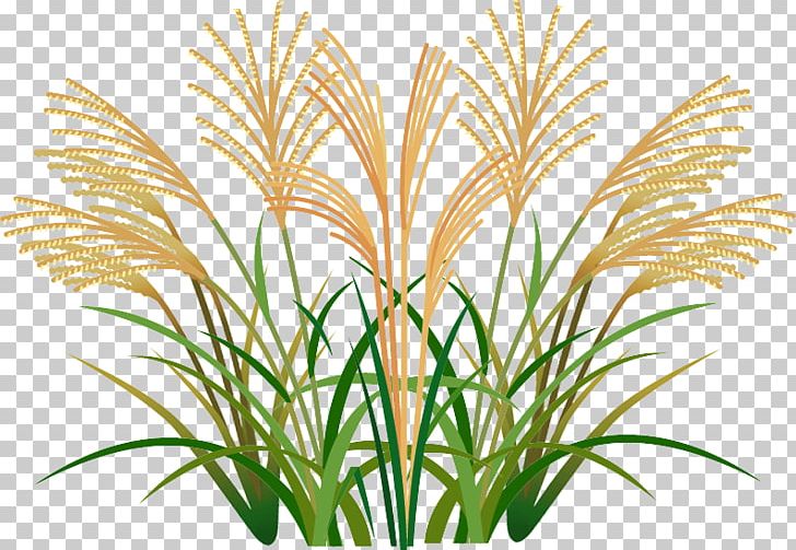 Arecaceae Sweet Grass Leaf Plant Stem Line PNG, Clipart, Aquarium, Aquarium Decor, Arecaceae, Arecales, Commodity Free PNG Download
