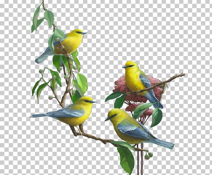 Bird Parrot Budgerigar Cockatiel PNG, Clipart, Animals, Beak, Bird, Bird Supply, Branch Free PNG Download
