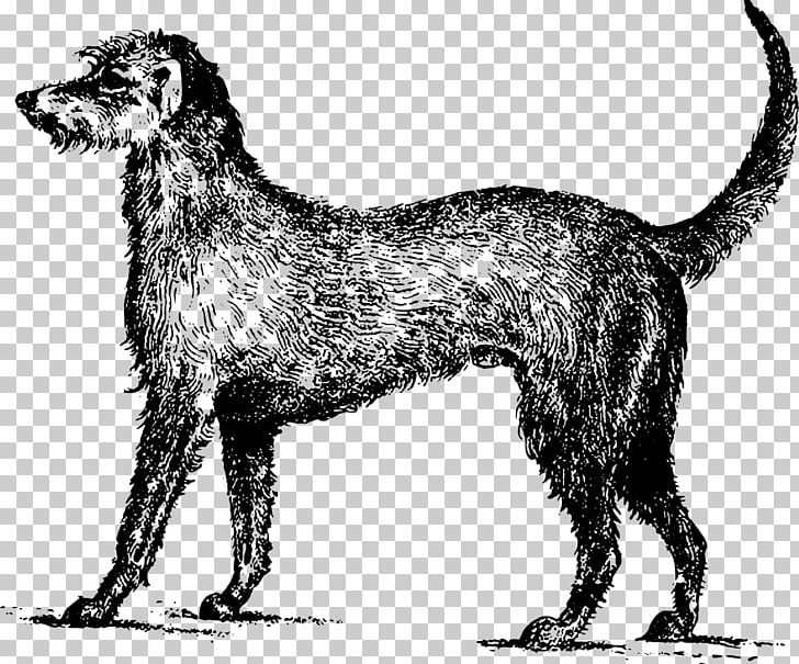 Irish Wolfhound Irish Terrier Ireland Lurcher PNG, Clipart, Black And White, Breed, Carnivoran, Dog, Dog Breed Free PNG Download