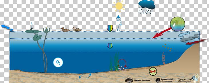 Lacustrine Deposits Lake Ecosystem Slättsjö Water Resources PNG, Clipart, Aquatic Ecosystem, Ecology, Ecosystem, Energy, Fauna Free PNG Download