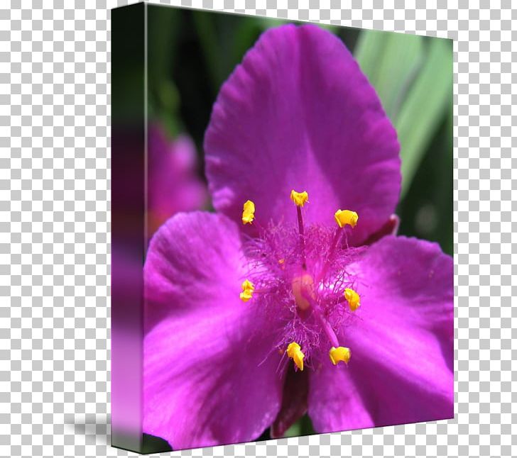 Annual Plant Herbaceous Plant Close-up Wildflower PNG, Clipart, Annual Plant, Closeup, Flora, Flower, Flowering Plant Free PNG Download