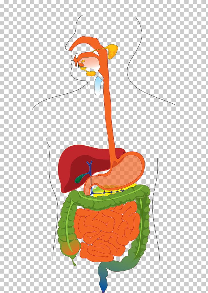 Gastrointestinal Tract Human Digestive System Diagram Digestion Small Intestine PNG, Clipart, Abdominal, Anatomy, Art, Biological System, Biology Free PNG Download