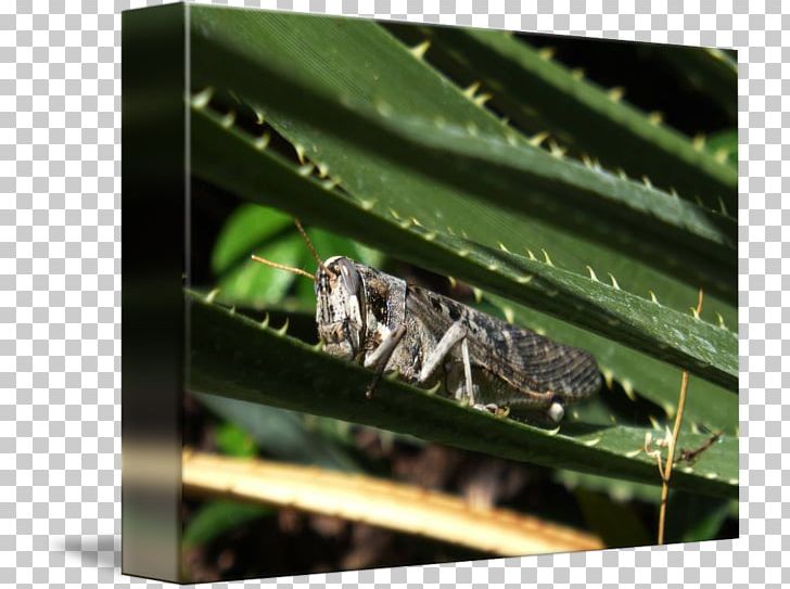 Grasshopper Insect Fauna Cricket Pest PNG, Clipart, Arthropod, Cricket, Cricket Like Insect, Fauna, Grass Free PNG Download