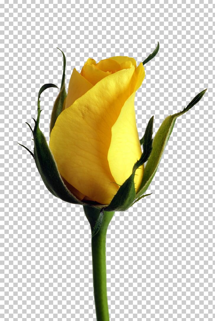 Rose Yellow Flower Color PNG, Clipart, Blue, Bud, Color, Cut Flowers, Flower Free PNG Download