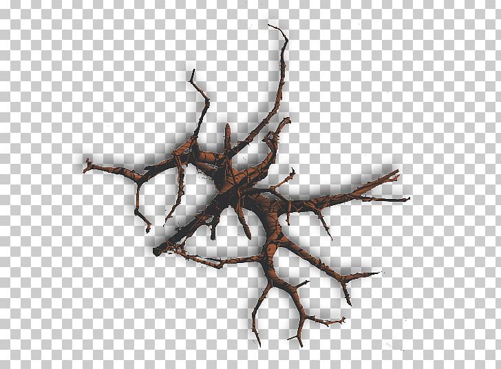 Tree Branch Twig Plant Organism PNG, Clipart, Branch, Chestnut, Computer Software, Death, Ip Address Free PNG Download
