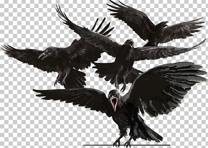 Bird Common Raven The Raven Crow Eagle PNG, Clipart, Animals, Baltimore Ravens, Beak, Bergeronnette, Bird Free PNG Download