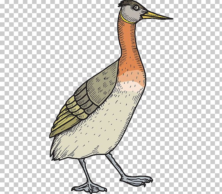 Bird Duck Mallard PNG, Clipart, Animals, Anniversary, Art, Beak, Bird Free PNG Download