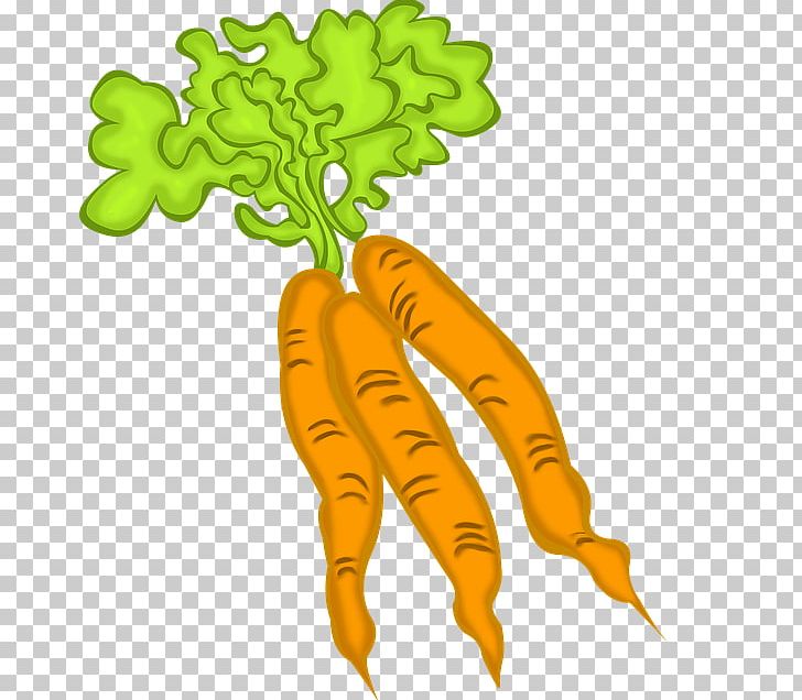 Carrot Food Leaf Vegetable Vegetarian Cuisine PNG, Clipart, Carrot, Food, Fruit, Leaf Vegetable, Local Food Free PNG Download