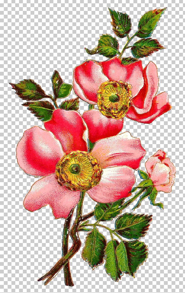 Flower Centifolia Roses Field Rose Petal Floral Design PNG, Clipart, Blossom, Branch, Bud, Centifolia Roses, Cut Flowers Free PNG Download